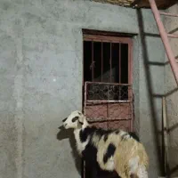 قوچ بره درجه یک