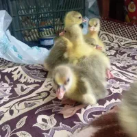 جوجه غاز محلی