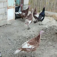 فروش بوقلمون نر و ماده|حیوانات مزرعه|تویسرکان, |دیوار