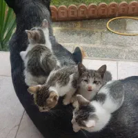 واگذاری رایگان بچه گربه|گربه|عباسآباد, |دیوار