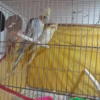 عروس و مرغ عشق پروانه ای