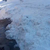 سگ گله عالی به شرط|سگ|تکاب, |دیوار