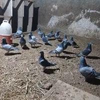 کبوتر پلاکی مسافتی
