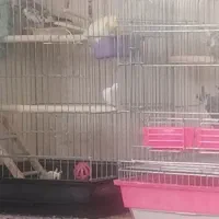 عروس هلندی سالم باقفس