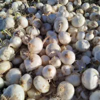فروش پیاز سفید