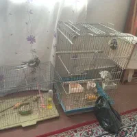 عروس هلندی مولد