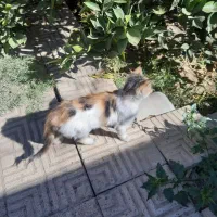 گربه رایگان|گربه|یزد, |دیوار