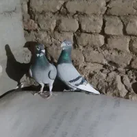 جفت نروماده پلاکی نامبروان