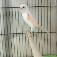 انواع قناری