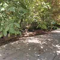 نهالستان پدرم|خدمات باغبانی و درختکاری|ورامین, شهرک مدرس|دیوار