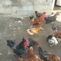 تعدادی خروس فروشی