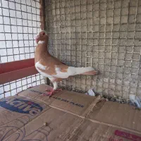 اسکندرون اصیل وارداتی جفت،کاریر نروماده اصیل|پرنده|مشهد, چاهشک|دیوار