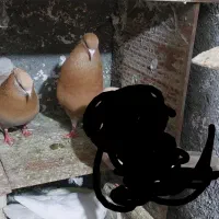 زردای کاشان‌.