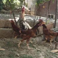مرغ لاری و تخم لاری نطفه دار