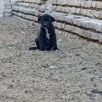 توله ماده افقان|سگ|تربت‌حیدریه, فتح المبین|دیوار