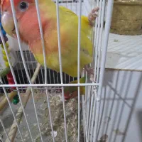 جفت پرنده برزیلی مولد