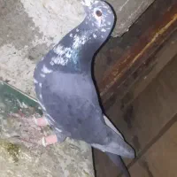 کبوترپلاکی بزک سیاه نر فارس شیرازفسا