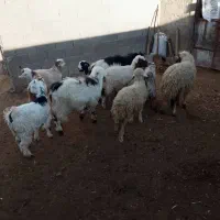 فروش بزغاله وبره