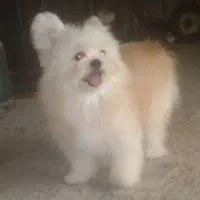 سگ فروشی|سگ|میناب, |دیوار