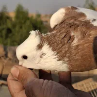طوقی زرد خال سیاه|پرنده|قم, سید معصوم|دیوار