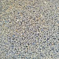 بذر ماشک|گل و گیاه طبیعی|سنقر, |دیوار