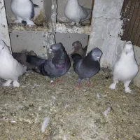 کبوتر بوشهری