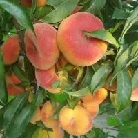 نژادهای اصلاح شده نهال در تخصصترین نهالستان|گل و گیاه طبیعی|اردبیل, |دیوار