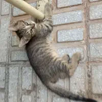 واگذاری گربه مادر همراه دوعدد بچه ۴۰روزه dsh