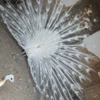 جوجه طاووس|پرنده|مشهد, کوثر|دیوار