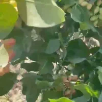 پر فروش ترین کود ارگانیک|خدمات باغبانی و درختکاری|رفسنجان, |دیوار