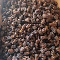 فروش خرمای کبکاب کارتن موزی