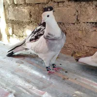 کبوتر کفتر|پرنده|شیراز, حجت آباد|دیوار