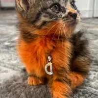 واگذاری گربه ناز