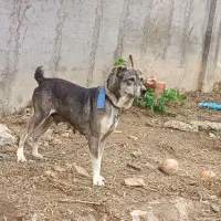 سگ افغان|سگ|فاضل آباد, |دیوار