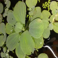 کاهو آبی|ماهی|چالوس, |دیوار