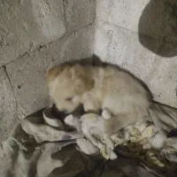 ۵عدد توله شیتزو‌برای فروشی|سگ|ری, دولت‌آباد|دیوار