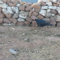 بوقلمون ماده