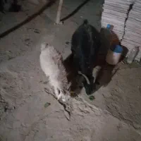 یک راس بز و کره