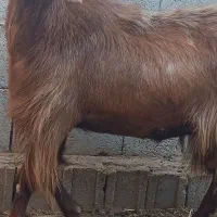 پازن چاق و بلند کاکی