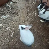 دو عدد خرگوش تقریبا ۴ ماهه