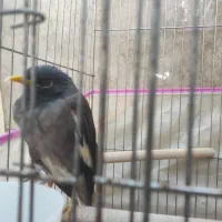 مرغ مینا|پرنده|بندرعباس, |دیوار