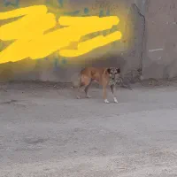 سگ گوسفند نگهبانی