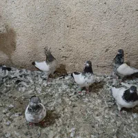 کفتر کله دار