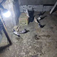 کبوتر بازی کن