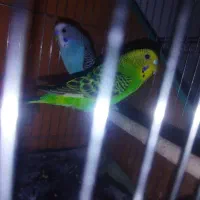 2 جفت مرغ عشق