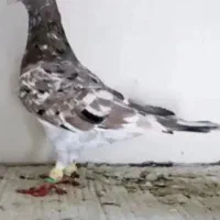 کفتر رنگی طوقه دار و هفرنگ|پرنده|محمدیه-قزوین, |دیوار