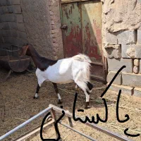 ۴ راس بز فروشی