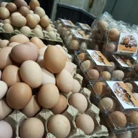 رسمی|خوردنی و آشامیدنی|مشهد, حرم مطهر رضوی|دیوار