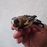 سهره ماده|پرنده|سرپل ذهاب, |دیوار