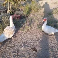 جوجه اردک مسکویی|حیوانات مزرعه|هشتگرد, تهران دشت|دیوار